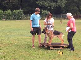 Verein Fur Deutsche Schaferhunde Ortsgruppe Gaggenau Horden E V Gernsbach 2019