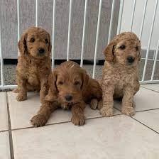 Browse thru thousands of chug dogs for adoption near in usa area, listed by dog rescue organizations and individuals, to find your match. Adorable Puppies For Adoption In Vermont Home Facebook
