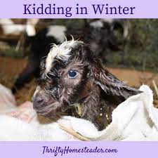 Kidding In Winter
