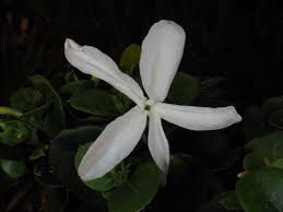 Image result for Carissa praetermissa