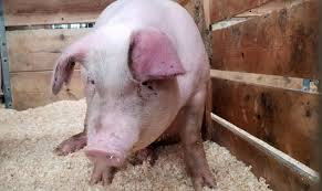 Pesta porcina africana este o boala cauzata de un virus foarte rezistent in mediu si alimente, afectand toti porcii domestici si salbatici. 12 Focare De Pesta Porcina Africana La Porci Domestici Din Judetul Alba Industriacarnii Ro