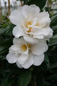 Camellia Japonica Silver Anniversary Camellia Camellia Silver Anniversary Beautiful Flowers