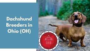 Pet grooming, lipdamas, žemės ūkis. 17 Dachshund Breeders In Ohio Oh Dachshund Puppies For Sale Animalfate