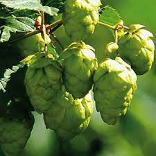 Lúpulo, el secreto de una buena cerveza. El Secreto Sagrado De La Cerveza El Lupulo Mundo Cerveza