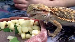 The Bearded Dragon Diet - 48 Facts And Tips [2022]