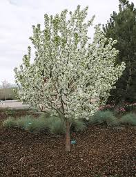 We don't have crabapples, but we have a giant apple tree in our garden that is in full bloom right now. Spring Snow Crabapple Spring Snow Crabapple Crabapple Tree Crab Apple
