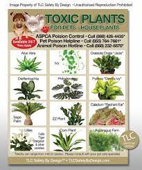 Poisonous Toxic Plants Flowers Trademarked For Pets Dogs Cats Etsy Toxic Plants For Cats Cat Plants Plants