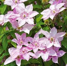 Check spelling or type a new query. Clematis Hagley Hybrid De Groot Inc Perennials Daylilies Fruits Vegetables Shrubs Bulbs