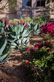 Tell us about your project a alert. Succulents Bougainvillea Bark Mulch Van Slyke Landscape Inc Design Construction And Maintenance Rancho Santa Fe Encinitas