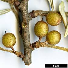 Image result for Itea rhamnoides