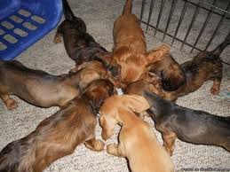 This mini dachshund puppy has a cool personality and will make a great companion dog. Miniature Dachshund Puppies Price 200 For Sale In Castalia Iowa Best Pets Online