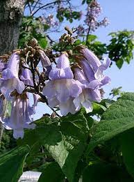 For example :apple, orange, plums they all have seed inside them. Paulownia Tomentosa Tree Seeds Flowers Flowering Trees