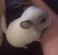 Navigate to the first search result item. Chinchilla Pets Animals For Sale In Detroit Ebay Classifieds Chinchilla Pet Pets For Sale Pets