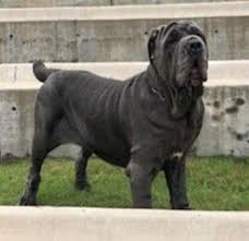 Old World Sasha Mastiff Dog Breeds American Mastiff Mastiff Dogs