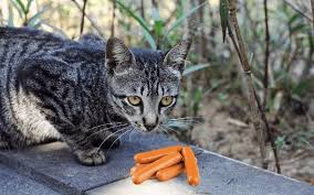 Doing so makes her no less of a mother, and it queens are mother cats, and most females have a natural nurturing instinct to love and care for their babies. Can Cats Eat Kielbasa Or Sausage Bite Munch