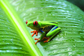 Rain forest animals are of special interest because each species possesses the necessary survival and adaptation skills to get by in an enclosed environment where they can be prey and predators at the same time. Animals Of The Amazon Tropical Rainforest A Look At Some Of The Most Unique Animals On Earth