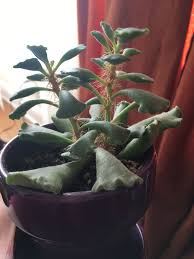Water less frequently during the winter. Adromischus Cristatus 545526 Ask Extension
