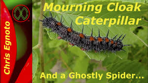 Black And Red Spiky Caterpillar California Spiny Elm Caterpillar Mourning Cloak Caterpillar And A Spider That Looks Like A Flower Youtube
