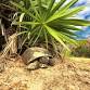 Gopher Tortoise Habitat Enhancement Project Talk event image