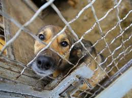 Maybe you would like to learn more about one of these? Clear The Shelters Day Help Ricky Find A Home In Mission Viejo Mission Viejo Ca Patch