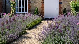 It attracts bees and is considered deer resistant. How To Grow Lavender A Step By Step Guide To Growing This Pretty Perennial Gardeningetc