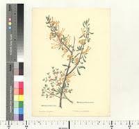 Image result for Viscum obscurum