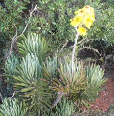 Image result for Caputia