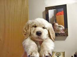 Maybe you would like to learn more about one of these? Akc Golden Retriever Puppies For Sale In Syracuse New York Classified Americanlisted Com
