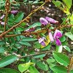 Image result for Millettia drastica