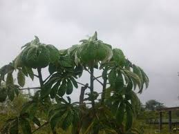 Image result for Cecropia pachystachya