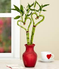 Heart Shaped Lucky Bamboo Plant Bamboo Plants Lucky Bamboo Plants Lucky Bamboo