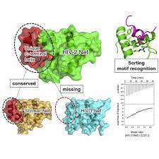 Structure Of Hiv 2 Nef Reveals Features Distinct From Hiv 1 Involved In Immune Regulation Sciencedirect