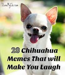 Follow cooper and capo on instagram 20 Chihuahua Memes That Will Make You Laugh I Love My Chi