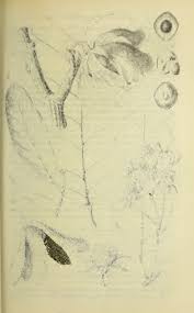 Image result for Monotes dasyanthus