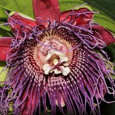Image result for Passiflora quadrangularis