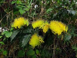 Image result for Combretum