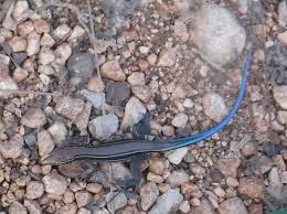 Image result for Phacelurus huillensis