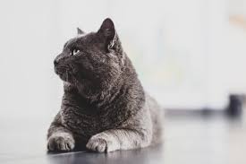 From history and biological anatomy to their behavioral patterns, there's a lot to know about cats. Feeding Cats Common Questions Answered Cat World