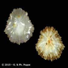 Image result for Patella aspera