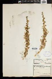 Image result for Euryops subcarnosus