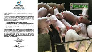 More than 20 genotypes of asfv have been identified, many from wildlife cycles in africa. Asf Archives Balikas News Network