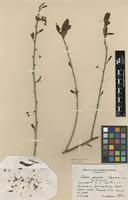 Image result for Brackenridgea zanguebarica