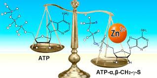 Bildergebnis für Bosmat Alon