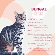 The bengal cat is a domesticated cat breed created from hybrids of domestic cats, especially the spotted egyptian mau, with the asian leopard cat (prionailurus bengalensis). Bengal Cat Breed Facts Temperament Care Info