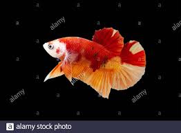 See more ideas about fish pet, betta, fish. Betta Koi Nemo Halfmoon Plakat Hmpk Male Oder Plakat Fighting Fish Splendens Auf Schwarzem Hintergrund Stockfotografie Alamy