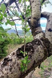 Image result for Commiphora africana