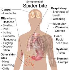 Image result for wolf spider bite skin