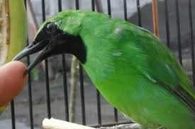 Burung cendet memiliki kicau yang indah. 4 Cara Melatih Mental Burung Peliharaan Agar Tidak Macet Bunyi Sukses Perawatan