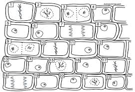 In the prophase nuclear membrane dissolves. Mitosis The Biology Corner