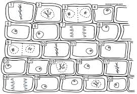 Plant cells resemble other eukaryotic cells in many ways. Onion The Biology Corner